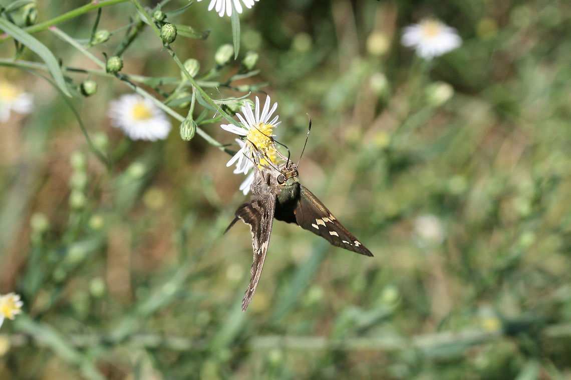 Long-tailed Skipper (Urbanus proteus) On Symphyotrichum sp. in an overgrown backyard habitat.<br />
<br />
The Long-tailed Skipper is one of my favorite butterflies, but it has proven notoriously difficult to photograph as it does not like to sit still for photographs! :D<br />
<figure class="photo"><a href="https://www.jungledragon.com/image/67212/long-tailed_skipper_urbanus_proteus.html" title="Long-tailed Skipper (Urbanus proteus)"><img src="https://s3.amazonaws.com/media.jungledragon.com/images/3231/67212_thumb.jpg?AWSAccessKeyId=05GMT0V3GWVNE7GGM1R2&Expires=1759968010&Signature=2nNRjauKTTsJ%2BDF5rcZm9act%2Few%3D" width="200" height="134" alt="Long-tailed Skipper (Urbanus proteus) On Symphyotrichum sp. in an overgrown backyard habitat.<br />
<br />
The Long-tailed Skipper is one of my favorite butterflies, but it has proven notoriously difficult to photograph as it does not like to sit still for photographs! :D<br />
https://www.jungledragon.com/image/67211/long-tailed_skipper_urbanus_proteus.html<br />
https://www.jungledragon.com/image/67213/long-tailed_skipper_urbanus_proteus.html<br />
https://www.jungledragon.com/image/67214/long-tailed_skipper_urbanus_proteus.html Fall,Geotagged,Long-tailed Skipper,United States,Urbanus proteus" /></a></figure><br />
<figure class="photo"><a href="https://www.jungledragon.com/image/67213/long-tailed_skipper_urbanus_proteus.html" title="Long-tailed Skipper (Urbanus proteus)"><img src="https://s3.amazonaws.com/media.jungledragon.com/images/3231/67213_thumb.jpg?AWSAccessKeyId=05GMT0V3GWVNE7GGM1R2&Expires=1759968010&Signature=lpVyRtJBZw2l8XYzAsb83e3zHlU%3D" width="200" height="134" alt="Long-tailed Skipper (Urbanus proteus) On Symphyotrichum sp. in an overgrown backyard habitat.<br />
<br />
The Long-tailed Skipper is one of my favorite butterflies, but it has proven notoriously difficult to photograph as it does not like to sit still for photographs! :D<br />
https://www.jungledragon.com/image/67212/long-tailed_skipper_urbanus_proteus.html<br />
https://www.jungledragon.com/image/67211/long-tailed_skipper_urbanus_proteus.html<br />
https://www.jungledragon.com/image/67214/long-tailed_skipper_urbanus_proteus.html<br />
<br />
https://vimeo.com/293416858 Fall,Geotagged,Long-tailed Skipper,United States,Urbanus proteus" /></a></figure><br />
<figure class="photo"><a href="https://www.jungledragon.com/image/67211/long-tailed_skipper_urbanus_proteus.html" title="Long-tailed Skipper (Urbanus proteus)"><img src="https://s3.amazonaws.com/media.jungledragon.com/images/3231/67211_thumb.jpg?AWSAccessKeyId=05GMT0V3GWVNE7GGM1R2&Expires=1759968010&Signature=5Y0h5oJQDFswuKVgcI1i7d%2FCHYk%3D" width="102" height="152" alt="Long-tailed Skipper (Urbanus proteus) On Symphyotrichum sp. in an overgrown backyard habitat.<br />
<br />
The Long-tailed Skipper is one of my favorite butterflies, but it has proven notoriously difficult to photograph as it does not like to sit still for photographs! :D<br />
https://www.jungledragon.com/image/67212/long-tailed_skipper_urbanus_proteus.html<br />
https://www.jungledragon.com/image/67213/long-tailed_skipper_urbanus_proteus.html<br />
https://www.jungledragon.com/image/67214/long-tailed_skipper_urbanus_proteus.html Fall,Geotagged,Long-tailed Skipper,United States,Urbanus proteus" /></a></figure> Fall,Geotagged,Long-tailed Skipper,United States,Urbanus proteus