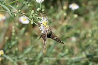 Long-tailed Skipper (Urbanus proteus) On Symphyotrichum sp. in an overgrown backyard habitat.<br />
<br />
The Long-tailed Skipper is one of my favorite butterflies, but it has proven notoriously difficult to photograph as it does not like to sit still for photographs! :D<br />
https://www.jungledragon.com/image/67212/long-tailed_skipper_urbanus_proteus.html<br />
https://www.jungledragon.com/image/67213/long-tailed_skipper_urbanus_proteus.html<br />
https://www.jungledragon.com/image/67211/long-tailed_skipper_urbanus_proteus.html Fall,Geotagged,Long-tailed Skipper,United States,Urbanus proteus