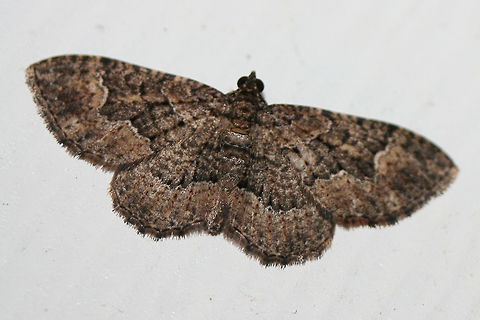 Somber Carpet (Disclisioprocta stellata) At porch lights near an overgrown backyard habitat.
https://www.jungledragon.com/image/67220/somber_carpet_disclisioprocta_stellata.html Disclisioprocta stellata,Fall,Geotagged,Somber carpet,United States