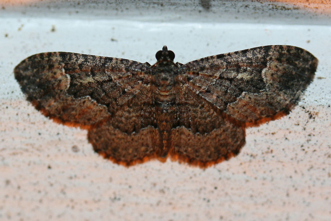Somber Carpet (Disclisioprocta stellata) At porch lights near an overgrown backyard habitat.<br />
<figure class="photo"><a href="https://www.jungledragon.com/image/67219/somber_carpet_disclisioprocta_stellata.html" title="Somber Carpet (Disclisioprocta stellata)"><img src="https://s3.amazonaws.com/media.jungledragon.com/images/3231/67219_thumb.jpg?AWSAccessKeyId=05GMT0V3GWVNE7GGM1R2&Expires=1763596810&Signature=%2FoL0%2FY%2FBlN4ozwRZTcO1p1jg288%3D" width="200" height="134" alt="Somber Carpet (Disclisioprocta stellata) At porch lights near an overgrown backyard habitat.<br />
https://www.jungledragon.com/image/67220/somber_carpet_disclisioprocta_stellata.html Disclisioprocta stellata,Fall,Geotagged,Somber carpet,United States" /></a></figure><br />
 Disclisioprocta stellata,Fall,Geotagged,Somber carpet,United States
