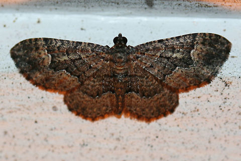 Somber Carpet (Disclisioprocta stellata) At porch lights near an overgrown backyard habitat.
https://www.jungledragon.com/image/67219/somber_carpet_disclisioprocta_stellata.html
 Disclisioprocta stellata,Fall,Geotagged,Somber carpet,United States
