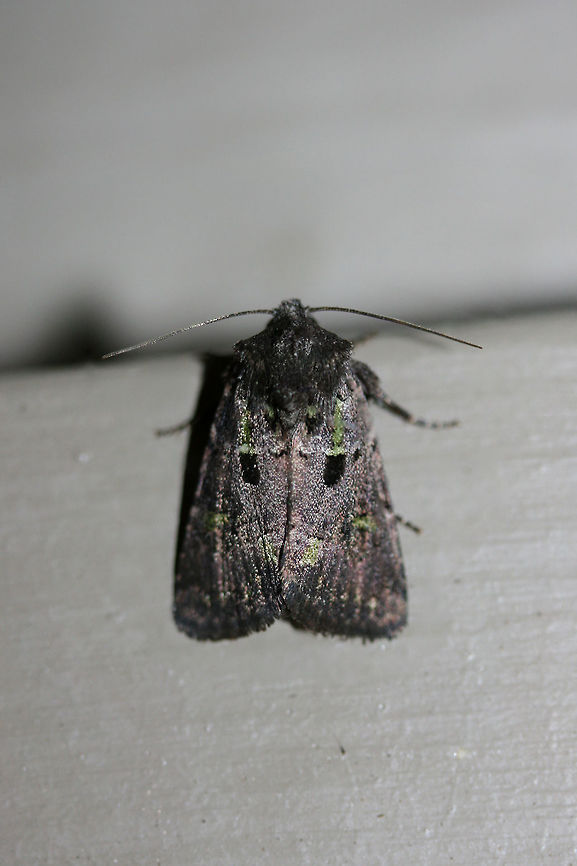 Kidney-Spotted Minor (Lacinipolia renigera) At porch lights near an overgrown backyard habitat.<br />
 Fall,Geotagged,Kidney-spotted minor,Lacinipolia renigera,United States