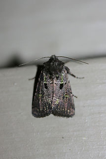 Kidney-Spotted Minor (Lacinipolia renigera) At porch lights near an overgrown backyard habitat.
 Fall,Geotagged,Kidney-spotted minor,Lacinipolia renigera,United States