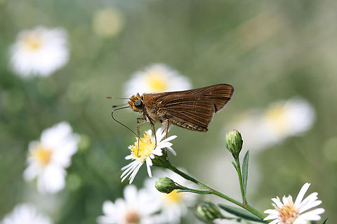 Ocola Skipper (Panoquina ocola) TENTATIVE ID. Any guidance is most welcome! I was thinking Panoquina ocola was the right ID due to the elongated, pointed forewing extending well over the hindwing. 

On Symphyotrichum sp. in an overgrown backyard habitat.
https://www.jungledragon.com/image/67223/ocola_skipper_panoquina_ocola.html Fall,Geotagged,Ocola skipper,Panoquina ocola,United States