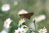 Ocola Skipper (Panoquina ocola) TENTATIVE ID. Any guidance is most welcome! I was thinking Panoquina ocola was the right ID due to the elongated, pointed forewing extending well over the hindwing. <br />
<br />
On Symphyotrichum sp. in an overgrown backyard habitat.<br />
https://www.jungledragon.com/image/67223/ocola_skipper_panoquina_ocola.html Fall,Geotagged,Ocola skipper,Panoquina ocola,United States