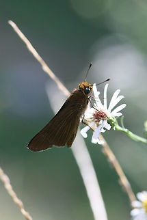 Ocola Skipper (Panoquina ocola) TENTATIVE ID. Any guidance is most welcome! I was thinking Panoquina ocola was the right ID due to the elongated, pointed forewing extending well over the hindwing. 

On Symphyotrichum sp. in an overgrown backyard habitat.
https://www.jungledragon.com/image/67222/ocola_skipper_panoquina_ocola.html Fall,Geotagged,Ocola skipper,Panoquina ocola,United States