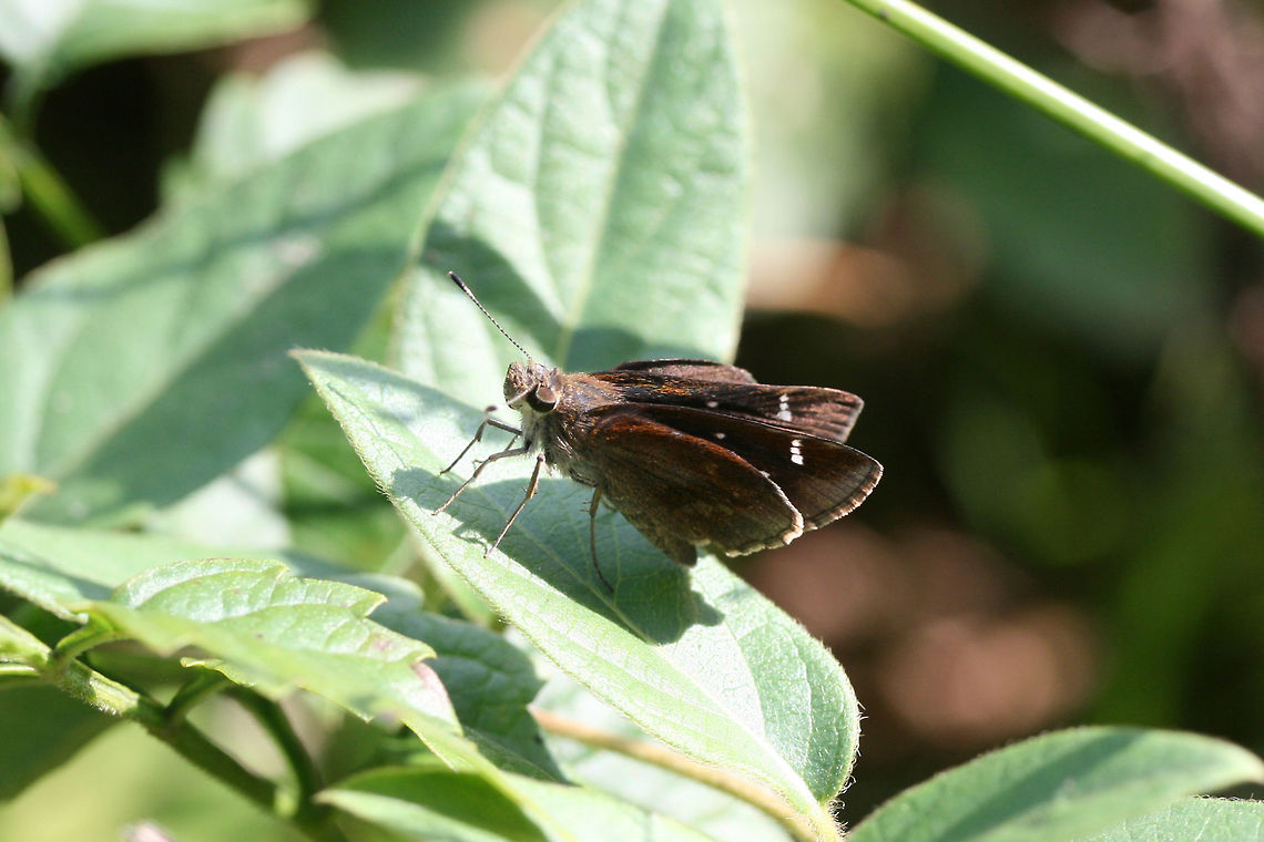 Clouded Skipper (Lerema accius) In an overgrown backyard habitat.<br />
 Clouded skipper,Fall,Geotagged,Lerema accius,United States