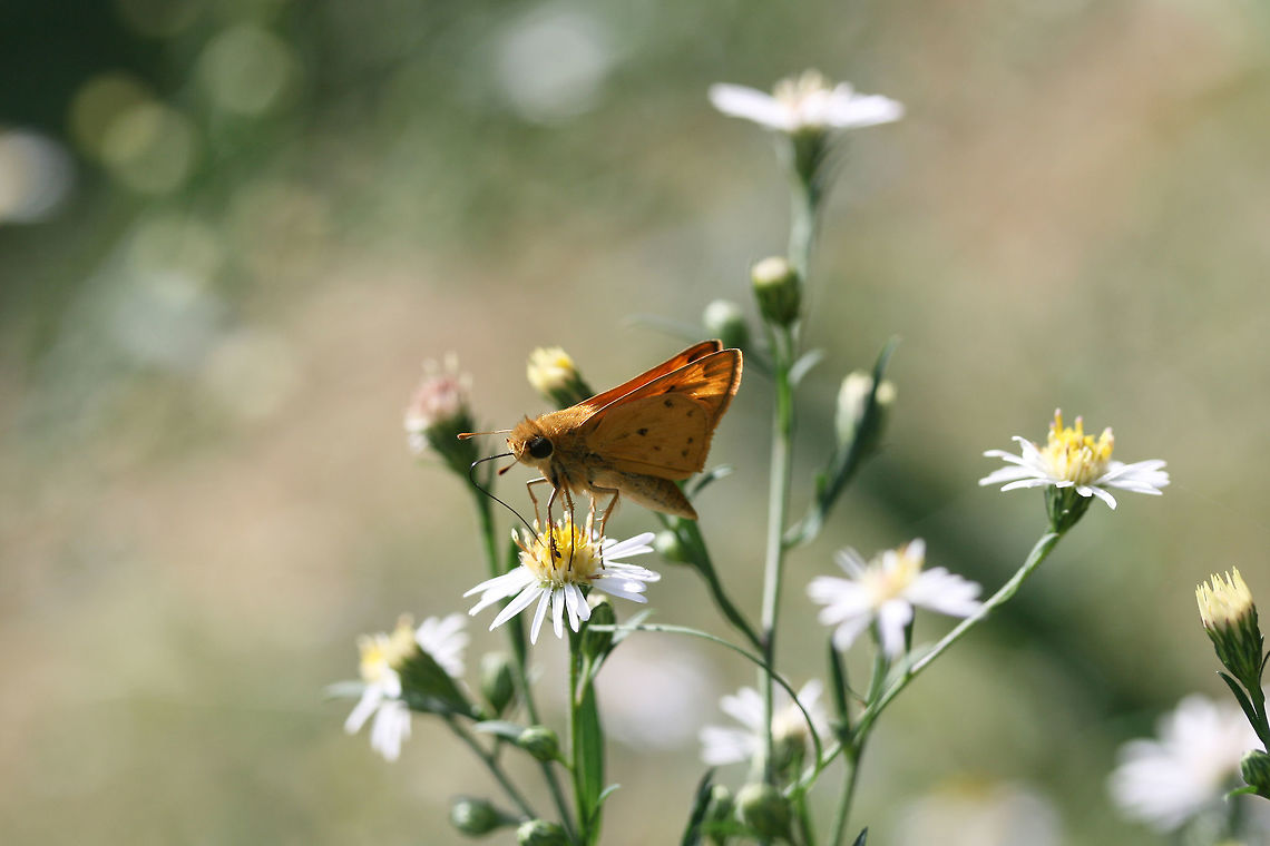 Fiery Skipper (Hylephila phyleus) Nectaring on Symphyotrichum sp. in an overgrown backyard habitat.<br />
<figure class="photo"><a href="https://www.jungledragon.com/image/67226/fiery_skipper_hylephila_phyleus.html" title="Fiery Skipper (Hylephila phyleus)"><img src="https://s3.amazonaws.com/media.jungledragon.com/images/3231/67226_thumb.jpg?AWSAccessKeyId=05GMT0V3GWVNE7GGM1R2&Expires=1759968010&Signature=2VvV6EZQJF2vGIeqdgMuTx5Mj2g%3D" width="200" height="134" alt="Fiery Skipper (Hylephila phyleus) Nectaring on Symphyotrichum sp. in an overgrown backyard habitat.<br />
https://www.jungledragon.com/image/67225/fiery_skipper_hylephila_phyleus.html Fall,Fiery Skipper,Geotagged,Hylephila phyleus,United States" /></a></figure><br />
 Fall,Fiery Skipper,Geotagged,Hylephila phyleus,United States