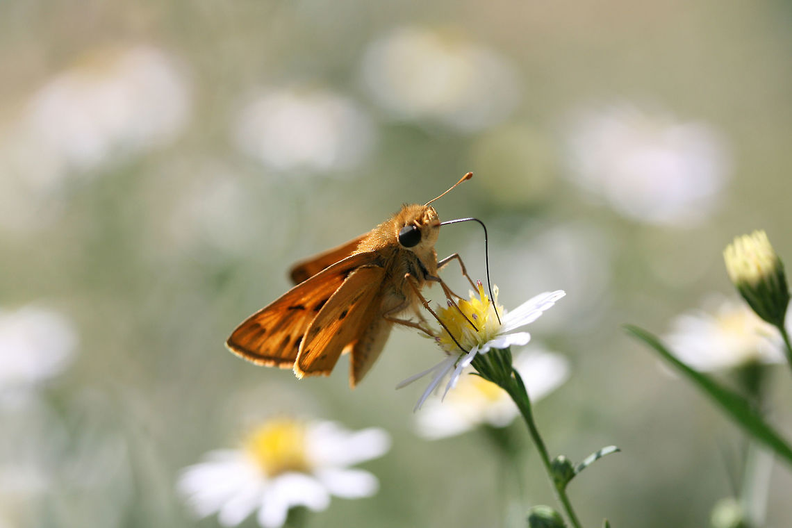 Fiery Skipper (Hylephila phyleus) Nectaring on Symphyotrichum sp. in an overgrown backyard habitat.<br />
<figure class="photo"><a href="https://www.jungledragon.com/image/67225/fiery_skipper_hylephila_phyleus.html" title="Fiery Skipper (Hylephila phyleus)"><img src="https://s3.amazonaws.com/media.jungledragon.com/images/3231/67225_thumb.jpg?AWSAccessKeyId=05GMT0V3GWVNE7GGM1R2&Expires=1759968010&Signature=zvYZdwLg6XhhWyklOFZkupiR%2BnQ%3D" width="200" height="134" alt="Fiery Skipper (Hylephila phyleus) Nectaring on Symphyotrichum sp. in an overgrown backyard habitat.<br />
https://www.jungledragon.com/image/67226/fiery_skipper_hylephila_phyleus.html<br />
 Fall,Fiery Skipper,Geotagged,Hylephila phyleus,United States" /></a></figure> Fall,Fiery Skipper,Geotagged,Hylephila phyleus,United States