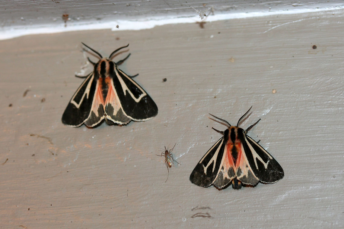 Tiger Moths (Apantesis sp.) At porch lights near an overgrown backyard habitat.<br />
 Fall,Geotagged,United States