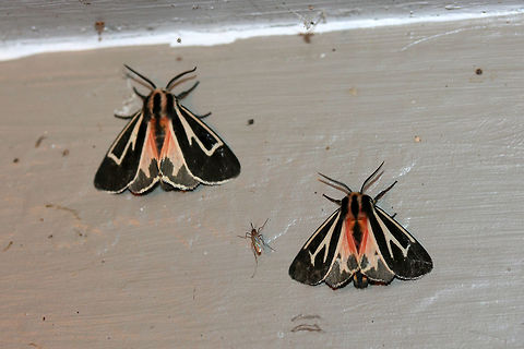 Tiger Moths (Apantesis sp.) At porch lights near an overgrown backyard habitat.
 Fall,Geotagged,United States