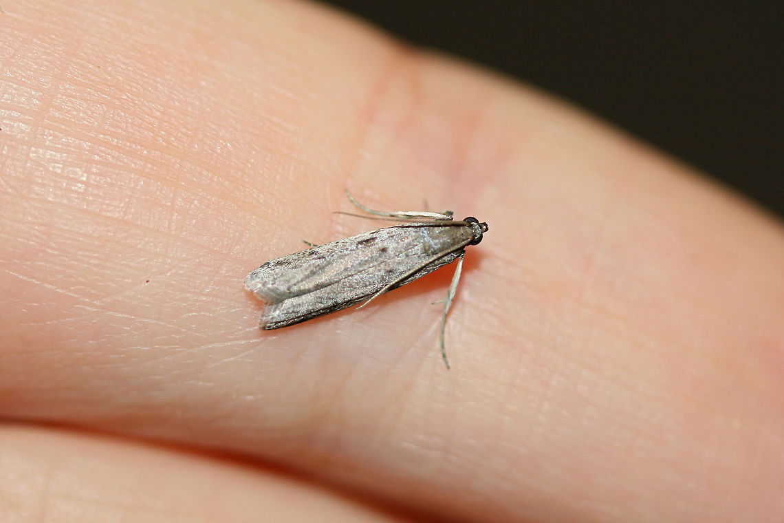 Homoeosoma electella? At porch lights near an overgrown backyard habitat.<br />
<br />
Not sure of an ID on this one, so any help is much appreciated. Fall,Geotagged,United States