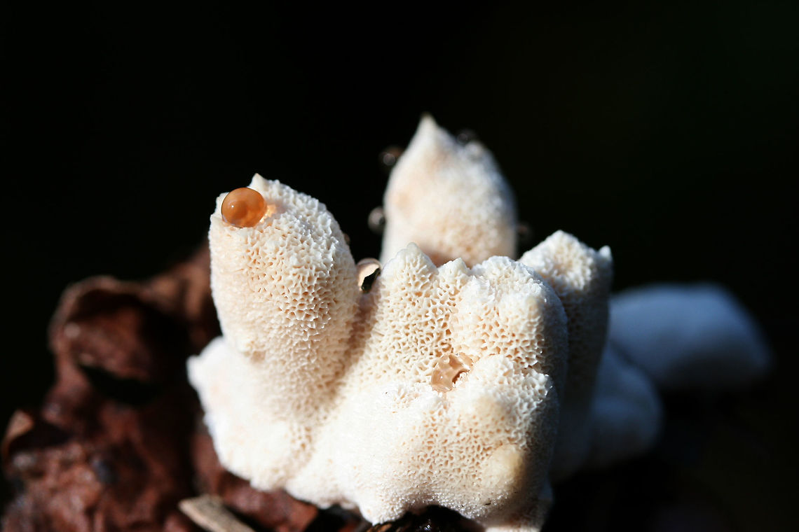 Bleeding Rosette (Abortiporus biennis) Growing under pines and hardwoods on woodchips (possibly deciduous) on a trail.<br />
<figure class="photo"><a href="https://www.jungledragon.com/image/67267/bleeding_rosette_abortiporus_biennis.html" title="Bleeding Rosette (Abortiporus biennis)"><img src="https://s3.amazonaws.com/media.jungledragon.com/images/3231/67267_thumb.jpg?AWSAccessKeyId=05GMT0V3GWVNE7GGM1R2&Expires=1759968010&Signature=5Pk4V1zhbxZicsDfEXw0jTEQEE8%3D" width="200" height="134" alt="Bleeding Rosette (Abortiporus biennis) Growing under pines and hardwoods on woodchips (possibly deciduous) on a trail.<br />
https://www.jungledragon.com/image/67264/blushing_rosette_abortiporus_biennis.html<br />
https://www.jungledragon.com/image/67265/blushing_rosette_abortiporus_biennis.html<br />
https://www.jungledragon.com/image/67266/blushing_rosette_abortiporus_biennis.html Abortiporus biennis,Blushing Rosette,Fall,Geotagged,United States" /></a></figure><br />
<figure class="photo"><a href="https://www.jungledragon.com/image/67265/bleeding_rosette_abortiporus_biennis.html" title="Bleeding Rosette (Abortiporus biennis)"><img src="https://s3.amazonaws.com/media.jungledragon.com/images/3231/67265_thumb.jpg?AWSAccessKeyId=05GMT0V3GWVNE7GGM1R2&Expires=1759968010&Signature=9ejsvSQH02iue4XnwBuM1IwWSt0%3D" width="102" height="152" alt="Bleeding Rosette (Abortiporus biennis) Growing under pines and hardwoods on woodchips (possibly deciduous) on a trail.<br />
https://www.jungledragon.com/image/67267/blushing_rosette_abortiporus_biennis.html<br />
https://www.jungledragon.com/image/67264/blushing_rosette_abortiporus_biennis.html<br />
https://www.jungledragon.com/image/67266/blushing_rosette_abortiporus_biennis.html<br />
 Abortiporus biennis,Blushing Rosette,Fall,Geotagged,United States" /></a></figure><br />
<figure class="photo"><a href="https://www.jungledragon.com/image/67266/bleeding_rosette_abortiporus_biennis.html" title="Bleeding Rosette (Abortiporus biennis)"><img src="https://s3.amazonaws.com/media.jungledragon.com/images/3231/67266_thumb.jpg?AWSAccessKeyId=05GMT0V3GWVNE7GGM1R2&Expires=1759968010&Signature=XSMQ2%2Fac5uUo9AFYLbIOl1R%2B3QM%3D" width="102" height="152" alt="Bleeding Rosette (Abortiporus biennis) Growing under pines and hardwoods on woodchips (possibly deciduous) on a trail.<br />
https://www.jungledragon.com/image/67267/blushing_rosette_abortiporus_biennis.html<br />
https://www.jungledragon.com/image/67265/blushing_rosette_abortiporus_biennis.html<br />
https://www.jungledragon.com/image/67264/blushing_rosette_abortiporus_biennis.html Abortiporus biennis,Blushing Rosette,Fall,Geotagged,United States" /></a></figure> Abortiporus biennis,Blushing Rosette,Fall,Geotagged,United States