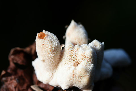 Bleeding Rosette (Abortiporus biennis) Growing under pines and hardwoods on woodchips (possibly deciduous) on a trail.
https://www.jungledragon.com/image/67267/blushing_rosette_abortiporus_biennis.html
https://www.jungledragon.com/image/67265/blushing_rosette_abortiporus_biennis.html
https://www.jungledragon.com/image/67266/blushing_rosette_abortiporus_biennis.html Abortiporus biennis,Blushing Rosette,Fall,Geotagged,United States