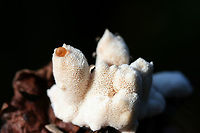 Bleeding Rosette (Abortiporus biennis) Growing under pines and hardwoods on woodchips (possibly deciduous) on a trail.<br />
https://www.jungledragon.com/image/67267/blushing_rosette_abortiporus_biennis.html<br />
https://www.jungledragon.com/image/67265/blushing_rosette_abortiporus_biennis.html<br />
https://www.jungledragon.com/image/67266/blushing_rosette_abortiporus_biennis.html Abortiporus biennis,Blushing Rosette,Fall,Geotagged,United States
