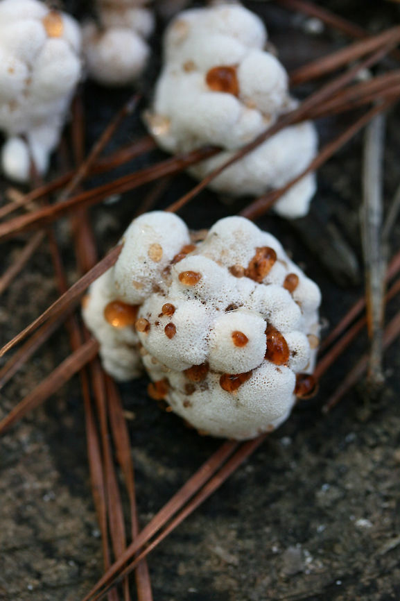 Bleeding Rosette (Abortiporus biennis) Growing under pines and hardwoods on woodchips (possibly deciduous) on a trail.<br />
<figure class="photo"><a href="https://www.jungledragon.com/image/67267/bleeding_rosette_abortiporus_biennis.html" title="Bleeding Rosette (Abortiporus biennis)"><img src="https://s3.amazonaws.com/media.jungledragon.com/images/3231/67267_thumb.jpg?AWSAccessKeyId=05GMT0V3GWVNE7GGM1R2&Expires=1759968010&Signature=5Pk4V1zhbxZicsDfEXw0jTEQEE8%3D" width="200" height="134" alt="Bleeding Rosette (Abortiporus biennis) Growing under pines and hardwoods on woodchips (possibly deciduous) on a trail.<br />
https://www.jungledragon.com/image/67264/blushing_rosette_abortiporus_biennis.html<br />
https://www.jungledragon.com/image/67265/blushing_rosette_abortiporus_biennis.html<br />
https://www.jungledragon.com/image/67266/blushing_rosette_abortiporus_biennis.html Abortiporus biennis,Blushing Rosette,Fall,Geotagged,United States" /></a></figure><br />
<figure class="photo"><a href="https://www.jungledragon.com/image/67264/bleeding_rosette_abortiporus_biennis.html" title="Bleeding Rosette (Abortiporus biennis)"><img src="https://s3.amazonaws.com/media.jungledragon.com/images/3231/67264_thumb.jpg?AWSAccessKeyId=05GMT0V3GWVNE7GGM1R2&Expires=1759968010&Signature=pAz%2Bf01Sl4QqxWkdwt%2FqKnDP9Kk%3D" width="200" height="134" alt="Bleeding Rosette (Abortiporus biennis) Growing under pines and hardwoods on woodchips (possibly deciduous) on a trail.<br />
https://www.jungledragon.com/image/67267/blushing_rosette_abortiporus_biennis.html<br />
https://www.jungledragon.com/image/67265/blushing_rosette_abortiporus_biennis.html<br />
https://www.jungledragon.com/image/67266/blushing_rosette_abortiporus_biennis.html Abortiporus biennis,Blushing Rosette,Fall,Geotagged,United States" /></a></figure><br />
<figure class="photo"><a href="https://www.jungledragon.com/image/67266/bleeding_rosette_abortiporus_biennis.html" title="Bleeding Rosette (Abortiporus biennis)"><img src="https://s3.amazonaws.com/media.jungledragon.com/images/3231/67266_thumb.jpg?AWSAccessKeyId=05GMT0V3GWVNE7GGM1R2&Expires=1759968010&Signature=XSMQ2%2Fac5uUo9AFYLbIOl1R%2B3QM%3D" width="102" height="152" alt="Bleeding Rosette (Abortiporus biennis) Growing under pines and hardwoods on woodchips (possibly deciduous) on a trail.<br />
https://www.jungledragon.com/image/67267/blushing_rosette_abortiporus_biennis.html<br />
https://www.jungledragon.com/image/67265/blushing_rosette_abortiporus_biennis.html<br />
https://www.jungledragon.com/image/67264/blushing_rosette_abortiporus_biennis.html Abortiporus biennis,Blushing Rosette,Fall,Geotagged,United States" /></a></figure><br />
 Abortiporus biennis,Blushing Rosette,Fall,Geotagged,United States