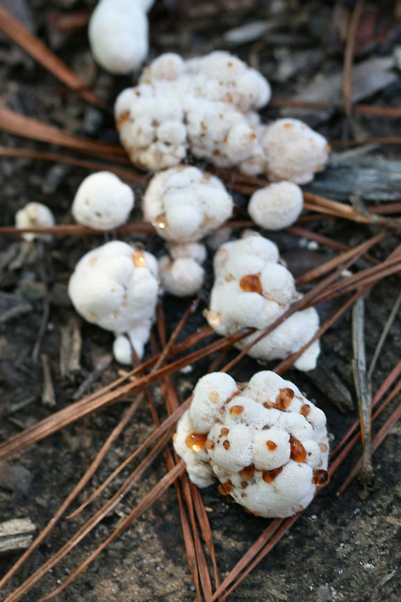 Bleeding Rosette (Abortiporus biennis) Growing under pines and hardwoods on woodchips (possibly deciduous) on a trail.<br />
<figure class="photo"><a href="https://www.jungledragon.com/image/67267/bleeding_rosette_abortiporus_biennis.html" title="Bleeding Rosette (Abortiporus biennis)"><img src="https://s3.amazonaws.com/media.jungledragon.com/images/3231/67267_thumb.jpg?AWSAccessKeyId=05GMT0V3GWVNE7GGM1R2&Expires=1759968010&Signature=5Pk4V1zhbxZicsDfEXw0jTEQEE8%3D" width="200" height="134" alt="Bleeding Rosette (Abortiporus biennis) Growing under pines and hardwoods on woodchips (possibly deciduous) on a trail.<br />
https://www.jungledragon.com/image/67264/blushing_rosette_abortiporus_biennis.html<br />
https://www.jungledragon.com/image/67265/blushing_rosette_abortiporus_biennis.html<br />
https://www.jungledragon.com/image/67266/blushing_rosette_abortiporus_biennis.html Abortiporus biennis,Blushing Rosette,Fall,Geotagged,United States" /></a></figure><br />
<figure class="photo"><a href="https://www.jungledragon.com/image/67265/bleeding_rosette_abortiporus_biennis.html" title="Bleeding Rosette (Abortiporus biennis)"><img src="https://s3.amazonaws.com/media.jungledragon.com/images/3231/67265_thumb.jpg?AWSAccessKeyId=05GMT0V3GWVNE7GGM1R2&Expires=1759968010&Signature=9ejsvSQH02iue4XnwBuM1IwWSt0%3D" width="102" height="152" alt="Bleeding Rosette (Abortiporus biennis) Growing under pines and hardwoods on woodchips (possibly deciduous) on a trail.<br />
https://www.jungledragon.com/image/67267/blushing_rosette_abortiporus_biennis.html<br />
https://www.jungledragon.com/image/67264/blushing_rosette_abortiporus_biennis.html<br />
https://www.jungledragon.com/image/67266/blushing_rosette_abortiporus_biennis.html<br />
 Abortiporus biennis,Blushing Rosette,Fall,Geotagged,United States" /></a></figure><br />
<figure class="photo"><a href="https://www.jungledragon.com/image/67264/bleeding_rosette_abortiporus_biennis.html" title="Bleeding Rosette (Abortiporus biennis)"><img src="https://s3.amazonaws.com/media.jungledragon.com/images/3231/67264_thumb.jpg?AWSAccessKeyId=05GMT0V3GWVNE7GGM1R2&Expires=1759968010&Signature=pAz%2Bf01Sl4QqxWkdwt%2FqKnDP9Kk%3D" width="200" height="134" alt="Bleeding Rosette (Abortiporus biennis) Growing under pines and hardwoods on woodchips (possibly deciduous) on a trail.<br />
https://www.jungledragon.com/image/67267/blushing_rosette_abortiporus_biennis.html<br />
https://www.jungledragon.com/image/67265/blushing_rosette_abortiporus_biennis.html<br />
https://www.jungledragon.com/image/67266/blushing_rosette_abortiporus_biennis.html Abortiporus biennis,Blushing Rosette,Fall,Geotagged,United States" /></a></figure> Abortiporus biennis,Blushing Rosette,Fall,Geotagged,United States