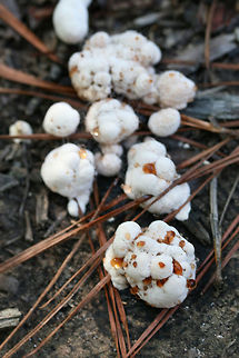 Bleeding Rosette (Abortiporus biennis) Growing under pines and hardwoods on woodchips (possibly deciduous) on a trail.
https://www.jungledragon.com/image/67267/blushing_rosette_abortiporus_biennis.html
https://www.jungledragon.com/image/67265/blushing_rosette_abortiporus_biennis.html
https://www.jungledragon.com/image/67264/blushing_rosette_abortiporus_biennis.html Abortiporus biennis,Blushing Rosette,Fall,Geotagged,United States