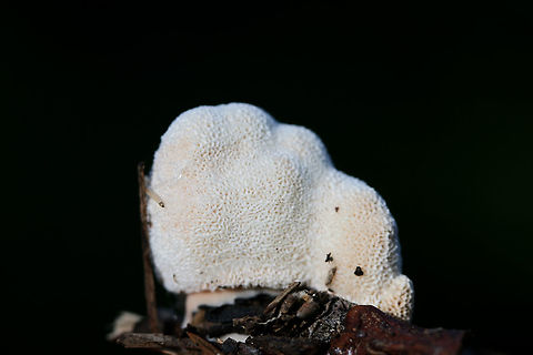 Bleeding Rosette (Abortiporus biennis) Growing under pines and hardwoods on woodchips (possibly deciduous) on a trail.
https://www.jungledragon.com/image/67264/blushing_rosette_abortiporus_biennis.html
https://www.jungledragon.com/image/67265/blushing_rosette_abortiporus_biennis.html
https://www.jungledragon.com/image/67266/blushing_rosette_abortiporus_biennis.html Abortiporus biennis,Blushing Rosette,Fall,Geotagged,United States