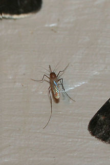 Southern House Mosquito (Culex quinquefasciatus) At porch lights (with moths) near an overgrown backyard habitat.

The Southern House Mosquito is a vector for zoonotic diseases like lymphatic filariasis, avian malaria, West Nile fever, (possibly) Zika virus, St. Lous encephalitis, and Western equine encephalitis. It is also the host and vector for several parasites.

Thank you, Christine Young, for IDing this one! Culex quinquefasciatus,Fall,Geotagged,United States