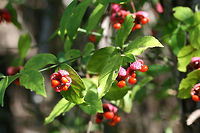 Hearts-A-Bustin' (Euonymus americanus) On a woodland trail in Floyd County, GA.<br />
https://www.jungledragon.com/image/67297/hearts-a-burstin_euonymus_americanus.html Euonymus americanus,Fall,Geotagged,United States
