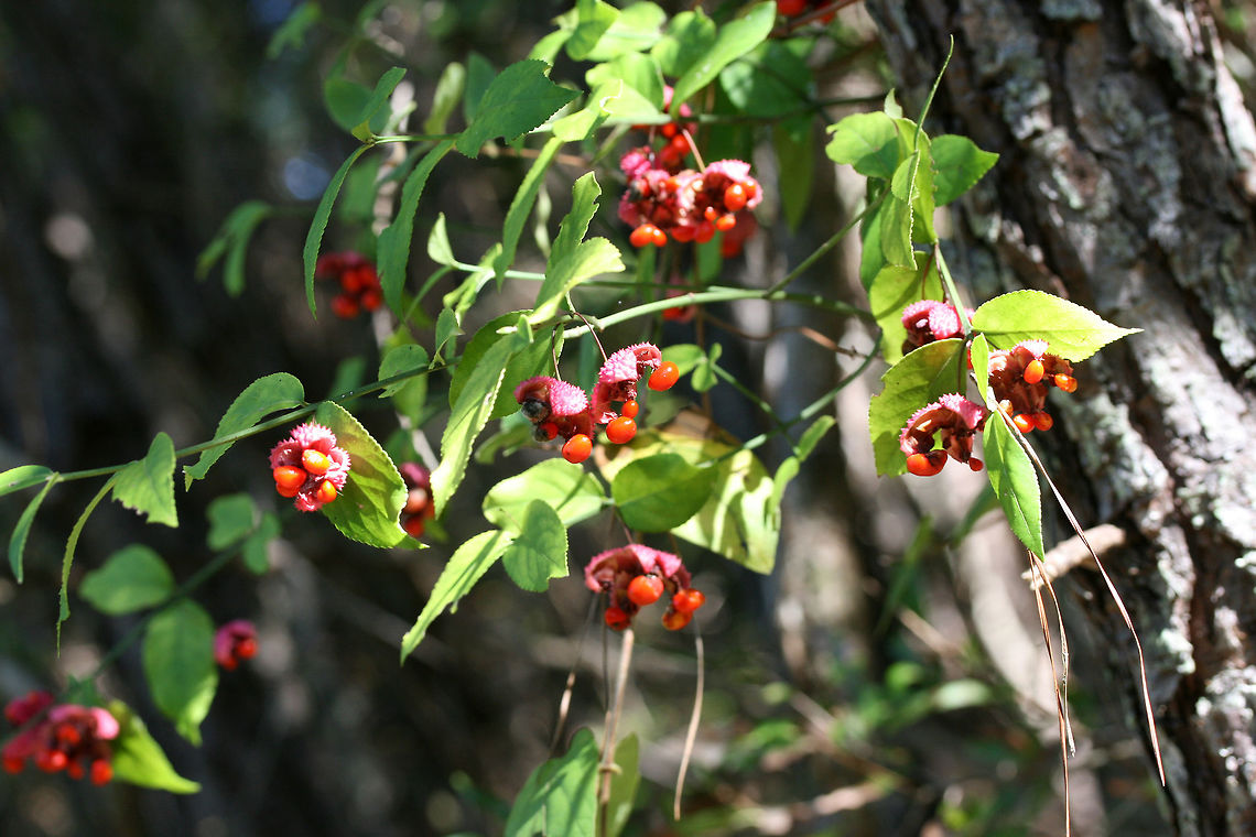 Hearts-A-Bustin' (Euonymus americanus) On a woodland trail in Floyd County, GA.<br />
<figure class="photo"><a href="https://www.jungledragon.com/image/67296/hearts-a-bustin_euonymus_americanus.html" title="Hearts-A-Bustin&#039; (Euonymus americanus)"><img src="https://s3.amazonaws.com/media.jungledragon.com/images/3231/67296_thumb.jpg?AWSAccessKeyId=05GMT0V3GWVNE7GGM1R2&Expires=1763596810&Signature=s%2BAaShh3n7Lu0aFqdGQ5nt1h%2FKY%3D" width="200" height="134" alt="Hearts-A-Bustin&#039; (Euonymus americanus) On a woodland trail in Floyd County, GA.<br />
https://www.jungledragon.com/image/67297/hearts-a-burstin_euonymus_americanus.html Euonymus americanus,Fall,Geotagged,United States" /></a></figure> Euonymus americanus,Fall,Geotagged,United States