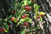 Hearts-A-Bustin' (Euonymus americanus) On a woodland trail in Floyd County, GA.<br />
https://www.jungledragon.com/image/67296/hearts-a-burstin_euonymus_americanus.html Euonymus americanus,Fall,Geotagged,United States