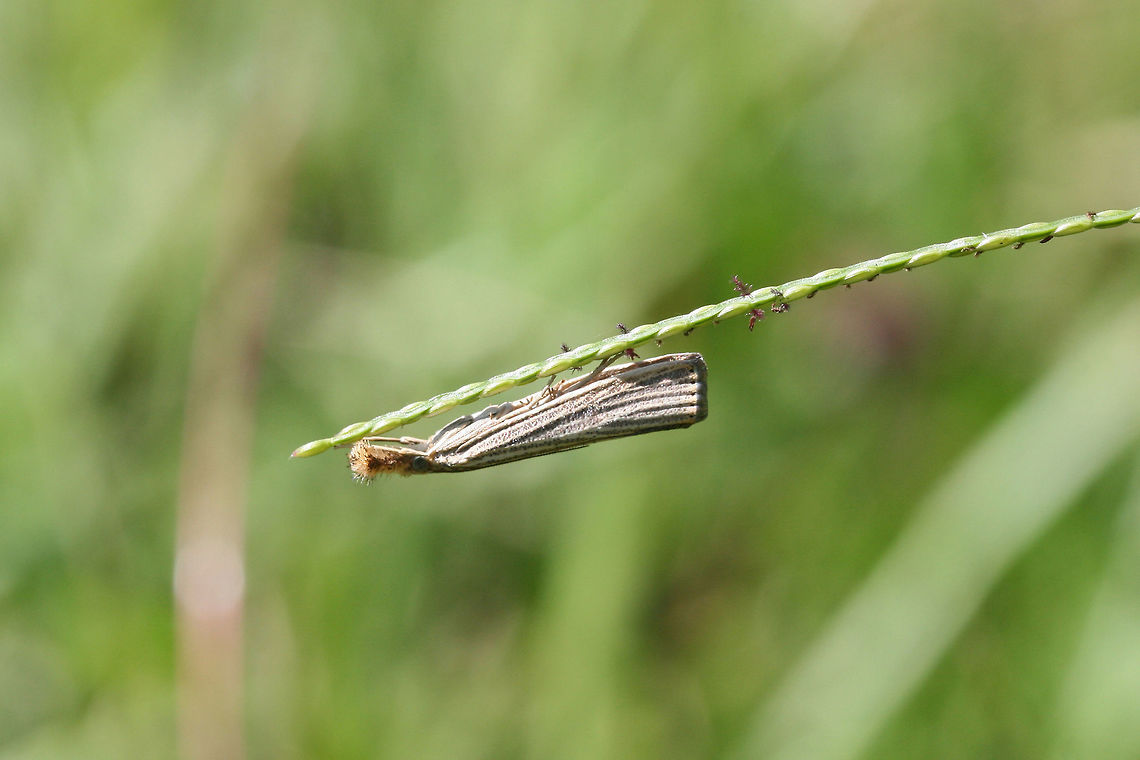 Vagabond Crambus Moth (Agriphila vulgivagella) Resting on grasses in an overgrown backyard habitat.<br />
 Agriphila vulgivagellus,Fall,Geotagged,United States,Vagabond Crambus