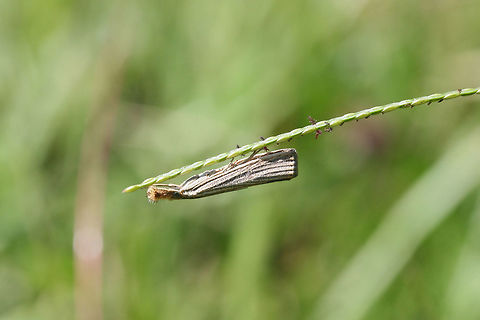 Vagabond Crambus Moth (Agriphila vulgivagella) Resting on grasses in an overgrown backyard habitat.
 Agriphila vulgivagellus,Fall,Geotagged,United States,Vagabond Crambus