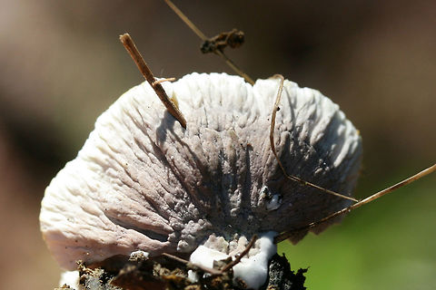 Thelephora sp. Growing on mulch/woodchips in a (mostly coniferous) forested area.
https://www.jungledragon.com/image/67312/thelephora_sp.html
https://www.jungledragon.com/image/67311/thelephora_sp.html
https://www.jungledragon.com/image/67310/thelephora_sp.html Fall,Geotagged,United States