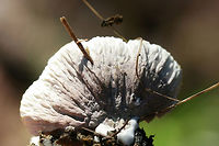 Thelephora sp. Growing on mulch/woodchips in a (mostly coniferous) forested area.<br />
https://www.jungledragon.com/image/67312/thelephora_sp.html<br />
https://www.jungledragon.com/image/67311/thelephora_sp.html<br />
https://www.jungledragon.com/image/67310/thelephora_sp.html Fall,Geotagged,United States