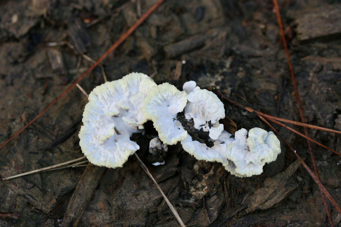 Thelephora sp. Growing on mulch/woodchips in a (mostly coniferous) forested area.<br />
<figure class="photo"><a href="https://www.jungledragon.com/image/67309/thelephora_sp.html" title="Thelephora sp."><img src="https://s3.amazonaws.com/media.jungledragon.com/images/3231/67309_thumb.jpg?AWSAccessKeyId=05GMT0V3GWVNE7GGM1R2&Expires=1759968010&Signature=qkqLDu1wxabhBmEO7nuJC7%2FYz2E%3D" width="200" height="134" alt="Thelephora sp. Growing on mulch/woodchips in a (mostly coniferous) forested area.<br />
https://www.jungledragon.com/image/67312/thelephora_sp.html<br />
https://www.jungledragon.com/image/67311/thelephora_sp.html<br />
https://www.jungledragon.com/image/67310/thelephora_sp.html Fall,Geotagged,United States" /></a></figure><br />
<figure class="photo"><a href="https://www.jungledragon.com/image/67311/thelephora_sp.html" title="Thelephora sp."><img src="https://s3.amazonaws.com/media.jungledragon.com/images/3231/67311_thumb.jpg?AWSAccessKeyId=05GMT0V3GWVNE7GGM1R2&Expires=1759968010&Signature=6k8pHOOR1ZuMkV4tq0tiFt7sNBo%3D" width="200" height="134" alt="Thelephora sp. Growing on mulch/woodchips in a (mostly coniferous) forested area.<br />
https://www.jungledragon.com/image/67309/thelephora_sp.html<br />
https://www.jungledragon.com/image/67312/thelephora_sp.html<br />
https://www.jungledragon.com/image/67310/thelephora_sp.html Fall,Geotagged,United States" /></a></figure><br />
<figure class="photo"><a href="https://www.jungledragon.com/image/67312/thelephora_sp.html" title="Thelephora sp."><img src="https://s3.amazonaws.com/media.jungledragon.com/images/3231/67312_thumb.jpg?AWSAccessKeyId=05GMT0V3GWVNE7GGM1R2&Expires=1759968010&Signature=JDIXyIjXhpeT%2BluTf%2B62KwcwzMA%3D" width="200" height="200" alt="Thelephora sp. Growing on mulch/woodchips in a (mostly coniferous) forested area.<br />
https://www.jungledragon.com/image/67309/thelephora_sp.html<br />
https://www.jungledragon.com/image/67311/thelephora_sp.html<br />
https://www.jungledragon.com/image/67310/thelephora_sp.html Fall,Geotagged,United States" /></a></figure> Fall,Geotagged,United States