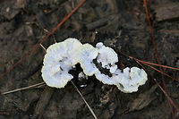 Thelephora sp. Growing on mulch/woodchips in a (mostly coniferous) forested area.<br />
https://www.jungledragon.com/image/67309/thelephora_sp.html<br />
https://www.jungledragon.com/image/67311/thelephora_sp.html<br />
https://www.jungledragon.com/image/67312/thelephora_sp.html Fall,Geotagged,United States