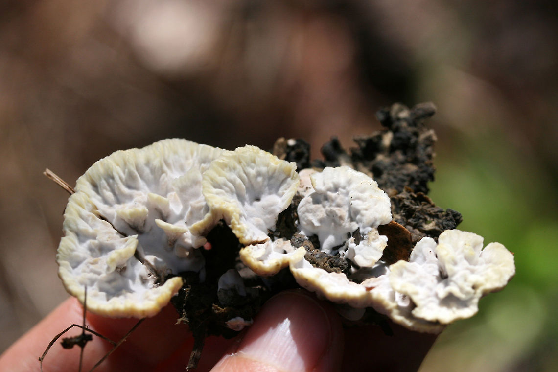 Thelephora sp. Growing on mulch/woodchips in a (mostly coniferous) forested area.<br />
<figure class="photo"><a href="https://www.jungledragon.com/image/67309/thelephora_sp.html" title="Thelephora sp."><img src="https://s3.amazonaws.com/media.jungledragon.com/images/3231/67309_thumb.jpg?AWSAccessKeyId=05GMT0V3GWVNE7GGM1R2&Expires=1769040010&Signature=vUTXylI6wBpQsEgCwfUYAVj8bkw%3D" width="200" height="134" alt="Thelephora sp. Growing on mulch/woodchips in a (mostly coniferous) forested area.<br />
https://www.jungledragon.com/image/67312/thelephora_sp.html<br />
https://www.jungledragon.com/image/67311/thelephora_sp.html<br />
https://www.jungledragon.com/image/67310/thelephora_sp.html Fall,Geotagged,United States" /></a></figure><br />
<figure class="photo"><a href="https://www.jungledragon.com/image/67312/thelephora_sp.html" title="Thelephora sp."><img src="https://s3.amazonaws.com/media.jungledragon.com/images/3231/67312_thumb.jpg?AWSAccessKeyId=05GMT0V3GWVNE7GGM1R2&Expires=1769040010&Signature=813bH7sZ3vErufN48gxP4OkrZqQ%3D" width="200" height="200" alt="Thelephora sp. Growing on mulch/woodchips in a (mostly coniferous) forested area.<br />
https://www.jungledragon.com/image/67309/thelephora_sp.html<br />
https://www.jungledragon.com/image/67311/thelephora_sp.html<br />
https://www.jungledragon.com/image/67310/thelephora_sp.html Fall,Geotagged,United States" /></a></figure><br />
<figure class="photo"><a href="https://www.jungledragon.com/image/67310/thelephora_sp.html" title="Thelephora sp."><img src="https://s3.amazonaws.com/media.jungledragon.com/images/3231/67310_thumb.jpg?AWSAccessKeyId=05GMT0V3GWVNE7GGM1R2&Expires=1769040010&Signature=3moQfo4sXrHwySelTCVO4CdSmCs%3D" width="200" height="134" alt="Thelephora sp. Growing on mulch/woodchips in a (mostly coniferous) forested area.<br />
https://www.jungledragon.com/image/67309/thelephora_sp.html<br />
https://www.jungledragon.com/image/67311/thelephora_sp.html<br />
https://www.jungledragon.com/image/67312/thelephora_sp.html Fall,Geotagged,United States" /></a></figure> Fall,Geotagged,United States