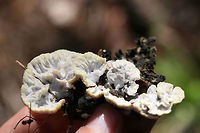 Thelephora sp. Growing on mulch/woodchips in a (mostly coniferous) forested area.<br />
https://www.jungledragon.com/image/67309/thelephora_sp.html<br />
https://www.jungledragon.com/image/67312/thelephora_sp.html<br />
https://www.jungledragon.com/image/67310/thelephora_sp.html Fall,Geotagged,United States