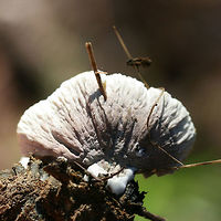 Thelephora sp. Growing on mulch/woodchips in a (mostly coniferous) forested area.<br />
https://www.jungledragon.com/image/67309/thelephora_sp.html<br />
https://www.jungledragon.com/image/67311/thelephora_sp.html<br />
https://www.jungledragon.com/image/67310/thelephora_sp.html Fall,Geotagged,United States