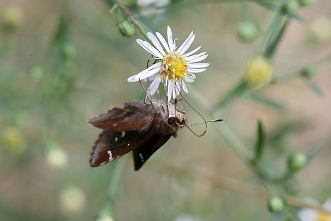 Clouded Skipper (Lerema accius) On Symphyotrichum sp. in an overgrown backyard habitat.
 Clouded skipper,Fall,Geotagged,Lerema accius,United States
