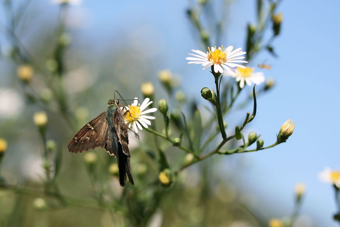 Long-tailed Skipper (Urbanus proteus) Nectaring on Symphyotrichum sp. in an overgrown backyard habitat.<br />
<figure class="photo"><a href="https://www.jungledragon.com/image/67317/long-tailed_skipper_urbanus_proteus.html" title="Long-tailed Skipper (Urbanus proteus)"><img src="https://s3.amazonaws.com/media.jungledragon.com/images/3231/67317_thumb.jpg?AWSAccessKeyId=05GMT0V3GWVNE7GGM1R2&Expires=1769040010&Signature=7Shj56%2B0lWSfM0lQNScqLrfPAaU%3D" width="200" height="134" alt="Long-tailed Skipper (Urbanus proteus) Nectaring on Symphyotrichum sp. in an overgrown backyard habitat.<br />
https://www.jungledragon.com/image/67315/long-tailed_skipper_urbanus_proteus.html<br />
https://www.jungledragon.com/image/67316/long-tailed_skipper_urbanus_proteus.html Fall,Geotagged,Long-tailed Skipper,United States,Urbanus proteus" /></a></figure><br />
<figure class="photo"><a href="https://www.jungledragon.com/image/67316/long-tailed_skipper_urbanus_proteus.html" title="Long-tailed Skipper (Urbanus proteus)"><img src="https://s3.amazonaws.com/media.jungledragon.com/images/3231/67316_thumb.jpg?AWSAccessKeyId=05GMT0V3GWVNE7GGM1R2&Expires=1769040010&Signature=jHbcHzeS56%2FhSD4UOydgp46OGw4%3D" width="200" height="134" alt="Long-tailed Skipper (Urbanus proteus) Nectaring on Symphyotrichum sp. in an overgrown backyard habitat.<br />
https://www.jungledragon.com/image/67317/long-tailed_skipper_urbanus_proteus.html<br />
https://www.jungledragon.com/image/67315/long-tailed_skipper_urbanus_proteus.html Fall,Geotagged,Long-tailed Skipper,United States,Urbanus proteus" /></a></figure> Fall,Geotagged,Long-tailed Skipper,United States,Urbanus proteus
