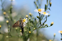 Long-tailed Skipper (Urbanus proteus) Nectaring on Symphyotrichum sp. in an overgrown backyard habitat.<br />
https://www.jungledragon.com/image/67317/long-tailed_skipper_urbanus_proteus.html<br />
https://www.jungledragon.com/image/67316/long-tailed_skipper_urbanus_proteus.html Fall,Geotagged,Long-tailed Skipper,United States,Urbanus proteus