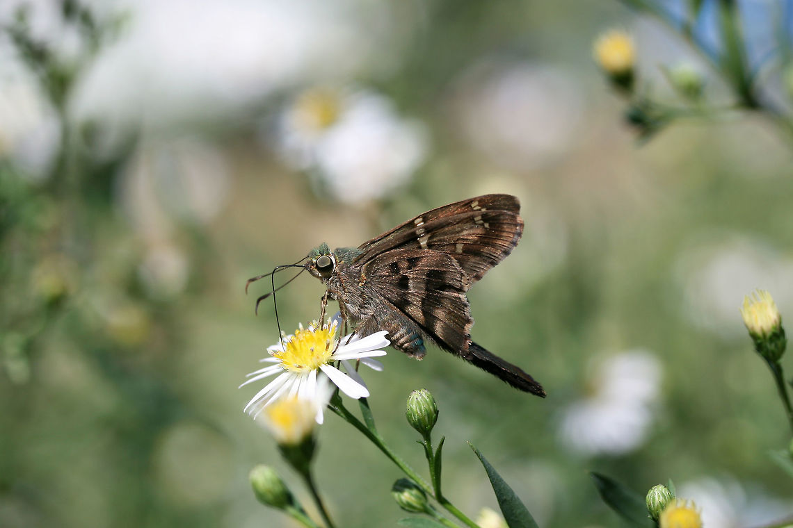 Long-tailed Skipper (Urbanus proteus) Nectaring on Symphyotrichum sp. in an overgrown backyard habitat.<br />
<figure class="photo"><a href="https://www.jungledragon.com/image/67317/long-tailed_skipper_urbanus_proteus.html" title="Long-tailed Skipper (Urbanus proteus)"><img src="https://s3.amazonaws.com/media.jungledragon.com/images/3231/67317_thumb.jpg?AWSAccessKeyId=05GMT0V3GWVNE7GGM1R2&Expires=1763596810&Signature=GxEItFzFr3zuYYfgt2oEmKOzjEY%3D" width="200" height="134" alt="Long-tailed Skipper (Urbanus proteus) Nectaring on Symphyotrichum sp. in an overgrown backyard habitat.<br />
https://www.jungledragon.com/image/67315/long-tailed_skipper_urbanus_proteus.html<br />
https://www.jungledragon.com/image/67316/long-tailed_skipper_urbanus_proteus.html Fall,Geotagged,Long-tailed Skipper,United States,Urbanus proteus" /></a></figure><br />
<figure class="photo"><a href="https://www.jungledragon.com/image/67315/long-tailed_skipper_urbanus_proteus.html" title="Long-tailed Skipper (Urbanus proteus)"><img src="https://s3.amazonaws.com/media.jungledragon.com/images/3231/67315_thumb.jpg?AWSAccessKeyId=05GMT0V3GWVNE7GGM1R2&Expires=1763596810&Signature=pZkxARaXNV1JGvNZ1qxq0epYCDc%3D" width="200" height="134" alt="Long-tailed Skipper (Urbanus proteus) Nectaring on Symphyotrichum sp. in an overgrown backyard habitat.<br />
https://www.jungledragon.com/image/67317/long-tailed_skipper_urbanus_proteus.html<br />
https://www.jungledragon.com/image/67316/long-tailed_skipper_urbanus_proteus.html Fall,Geotagged,Long-tailed Skipper,United States,Urbanus proteus" /></a></figure> Fall,Geotagged,Long-tailed Skipper,United States,Urbanus proteus