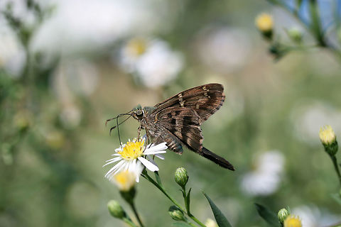 Long-tailed Skipper (Urbanus proteus) Nectaring on Symphyotrichum sp. in an overgrown backyard habitat.
https://www.jungledragon.com/image/67317/long-tailed_skipper_urbanus_proteus.html
https://www.jungledragon.com/image/67315/long-tailed_skipper_urbanus_proteus.html Fall,Geotagged,Long-tailed Skipper,United States,Urbanus proteus