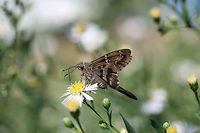 Long-tailed Skipper (Urbanus proteus) Nectaring on Symphyotrichum sp. in an overgrown backyard habitat.<br />
https://www.jungledragon.com/image/67317/long-tailed_skipper_urbanus_proteus.html<br />
https://www.jungledragon.com/image/67315/long-tailed_skipper_urbanus_proteus.html Fall,Geotagged,Long-tailed Skipper,United States,Urbanus proteus