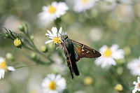 Long-tailed Skipper (Urbanus proteus) Nectaring on Symphyotrichum sp. in an overgrown backyard habitat.<br />
https://www.jungledragon.com/image/67315/long-tailed_skipper_urbanus_proteus.html<br />
https://www.jungledragon.com/image/67316/long-tailed_skipper_urbanus_proteus.html Fall,Geotagged,Long-tailed Skipper,United States,Urbanus proteus