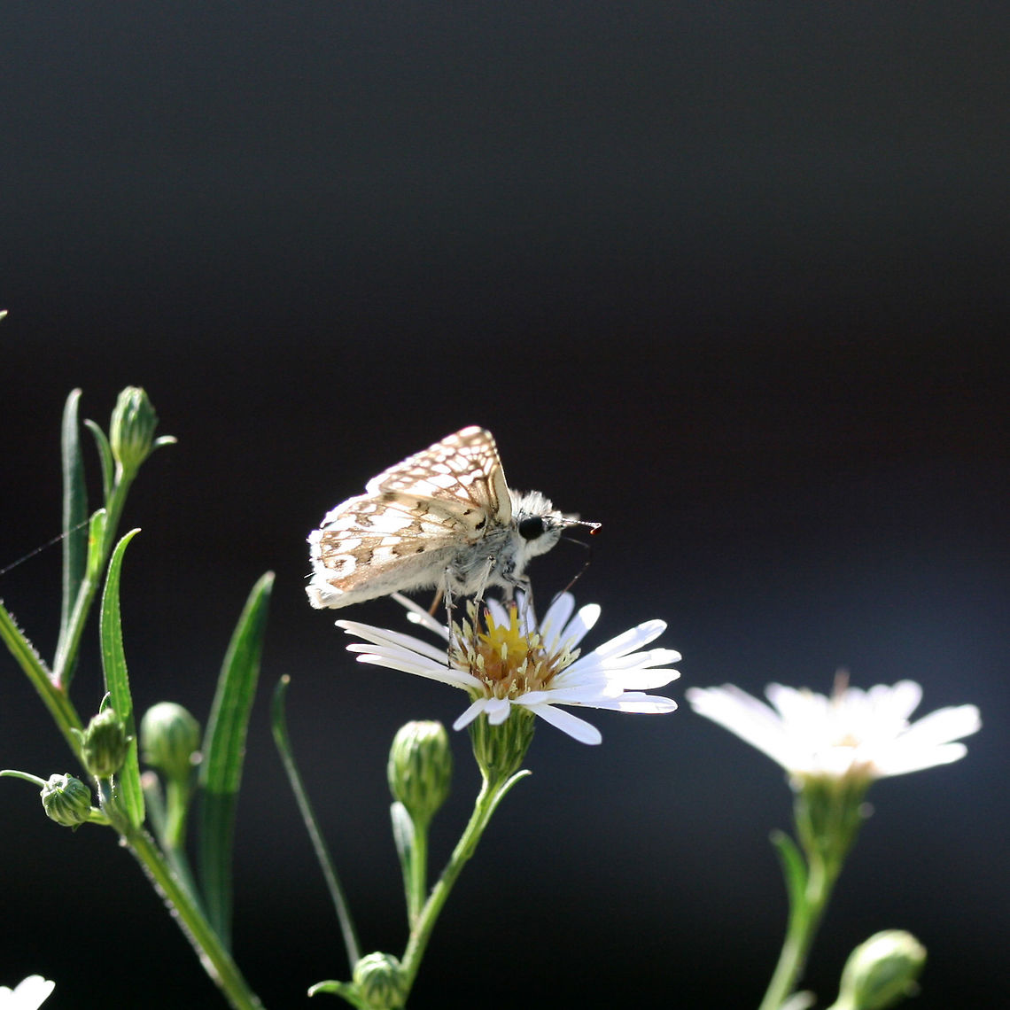 Checkered Skipper (Pyrgus sp.) On Symphyotrichum sp. in an overgrown backyard habitat.<br />
 Fall,Geotagged,United States