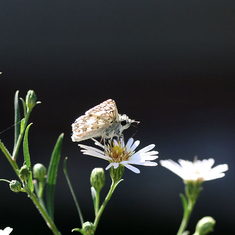 Checkered Skipper (Pyrgus sp.) On Symphyotrichum sp. in an overgrown backyard habitat.
 Fall,Geotagged,United States