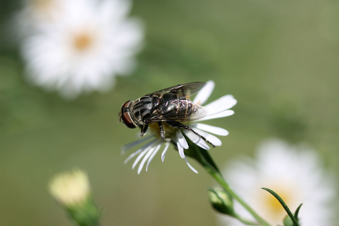 Palpada furcata On Symphyotrichum sp. in an overgrown backyard habitat.<br />
 Fall,Geotagged,Palpada furcata,United States,furcata