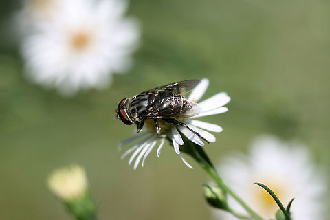 Palpada furcata On Symphyotrichum sp. in an overgrown backyard habitat.
 Fall,Geotagged,Palpada furcata,United States,furcata