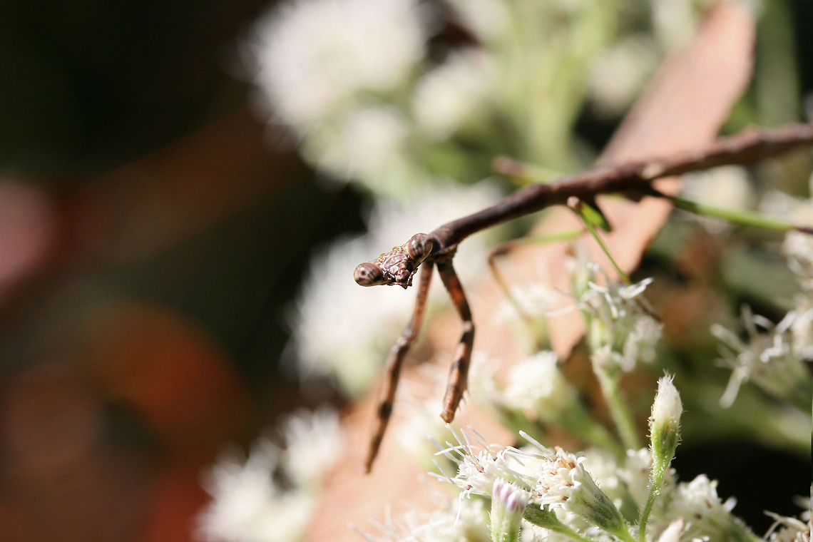 Carolina Mantis (Stagmomantis carolina) On a woodland trail (on Eupatorium sp.) in Floyd County, GA.<br />
<figure class="photo"><a href="https://www.jungledragon.com/image/67347/carolina_mantis_stagmomantis_carolina.html" title="Carolina Mantis (Stagmomantis carolina)"><img src="https://s3.amazonaws.com/media.jungledragon.com/images/3231/67347_thumb.jpg?AWSAccessKeyId=05GMT0V3GWVNE7GGM1R2&Expires=1769040010&Signature=VOPVhBFZjBpAzv0Rzywe98jnxvU%3D" width="200" height="134" alt="Carolina Mantis (Stagmomantis carolina) On a woodland trail (on Eupatorium sp.) in Floyd County, GA.<br />
https://www.jungledragon.com/image/67345/carolina_mantis_stagmomantis_carolina.html<br />
https://www.jungledragon.com/image/67346/carolina_mantis_stagmomantis_carolina.html Carolina Mantis,Fall,Geotagged,Stagmomantis carolina,United States" /></a></figure><br />
<figure class="photo"><a href="https://www.jungledragon.com/image/67346/carolina_mantis_stagmomantis_carolina.html" title="Carolina Mantis (Stagmomantis carolina)"><img src="https://s3.amazonaws.com/media.jungledragon.com/images/3231/67346_thumb.jpg?AWSAccessKeyId=05GMT0V3GWVNE7GGM1R2&Expires=1769040010&Signature=WtGVdUCZvbMeUBHWc6qlTUbNT2k%3D" width="200" height="134" alt="Carolina Mantis (Stagmomantis carolina) On a woodland trail (on Eupatorium sp.) in Floyd County, GA.<br />
https://www.jungledragon.com/image/67345/carolina_mantis_stagmomantis_carolina.html<br />
https://www.jungledragon.com/image/67347/carolina_mantis_stagmomantis_carolina.html Carolina Mantis,Fall,Geotagged,Insecta,Stagmomantis carolina,United States,carolina mantis,insect,mantid,mantidae,mantis" /></a></figure> Carolina Mantis,Fall,Geotagged,Insecta,Stagmomantis carolina,United States,camouflage,carolina mantis,insect,mantid,mantidae,mantis