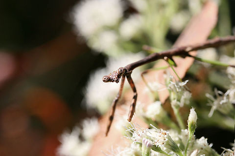 Carolina Mantis (Stagmomantis carolina) On a woodland trail (on Eupatorium sp.) in Floyd County, GA.
https://www.jungledragon.com/image/67347/carolina_mantis_stagmomantis_carolina.html
https://www.jungledragon.com/image/67346/carolina_mantis_stagmomantis_carolina.html Carolina Mantis,Fall,Geotagged,Insecta,Stagmomantis carolina,United States,camouflage,carolina mantis,insect,mantid,mantidae,mantis