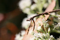 Carolina Mantis (Stagmomantis carolina) On a woodland trail (on Eupatorium sp.) in Floyd County, GA.<br />
https://www.jungledragon.com/image/67347/carolina_mantis_stagmomantis_carolina.html<br />
https://www.jungledragon.com/image/67346/carolina_mantis_stagmomantis_carolina.html Carolina Mantis,Fall,Geotagged,Insecta,Stagmomantis carolina,United States,camouflage,carolina mantis,insect,mantid,mantidae,mantis